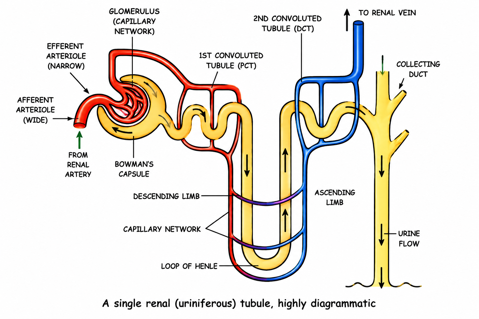 Fig 8.3: A single renal (uriniferous) tubule